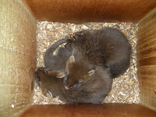 Three male kits at Butterburn