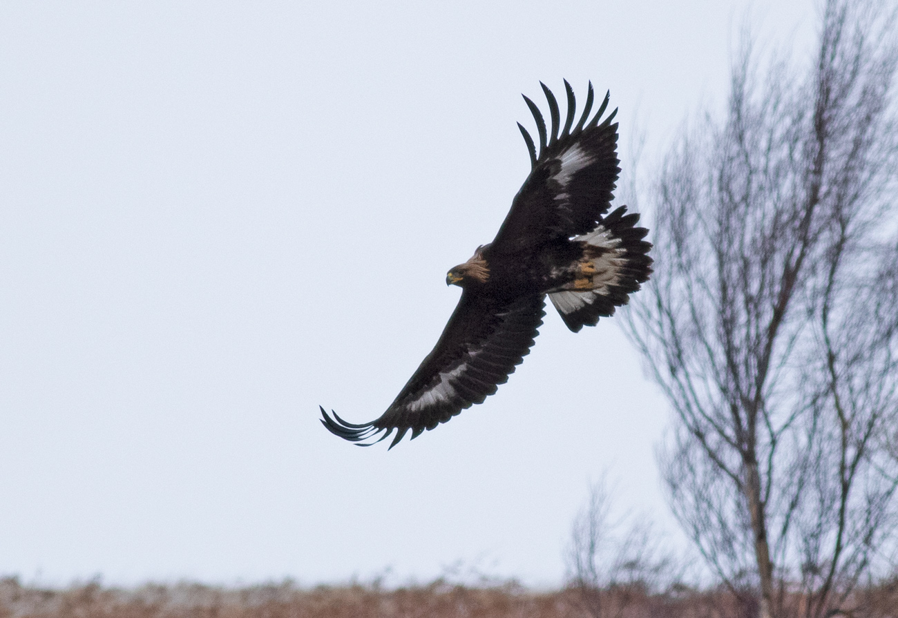 Emily, released 2018