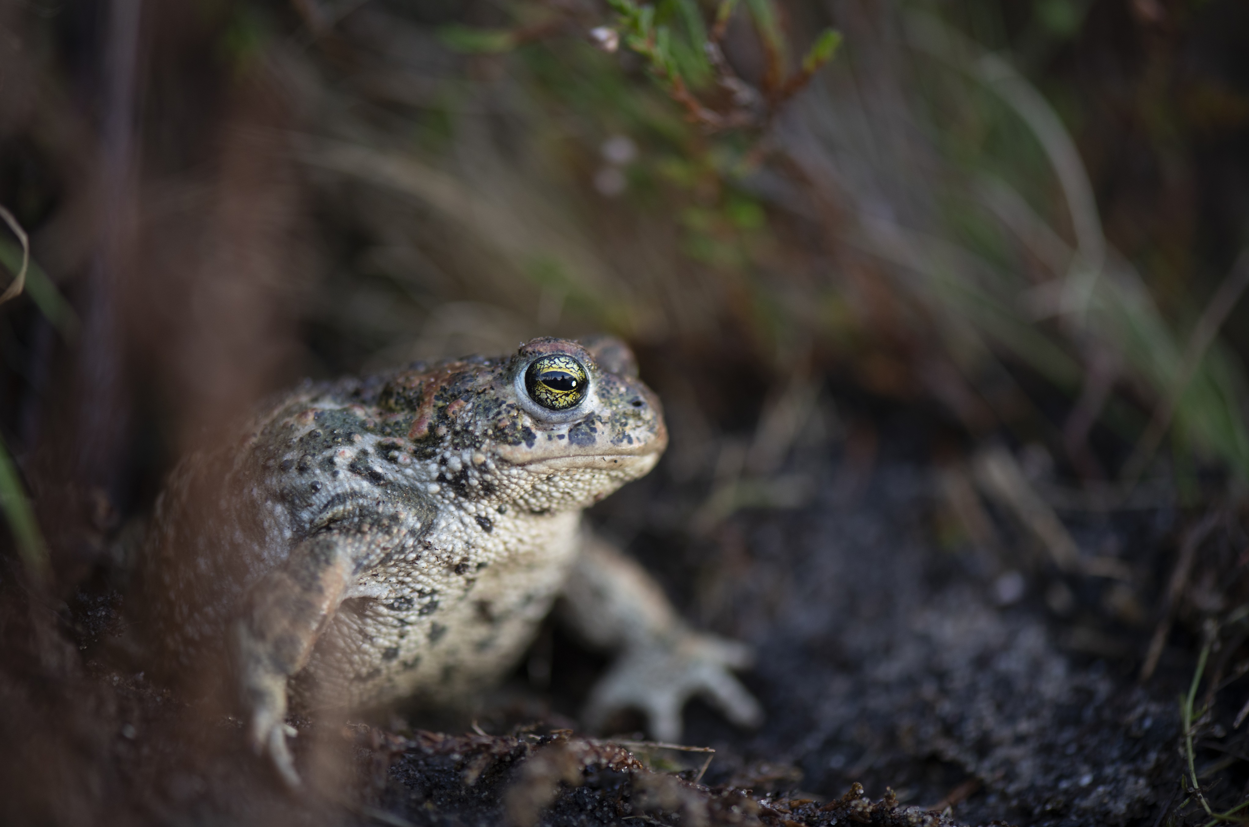 Natterjack Toad - Ben Andrew