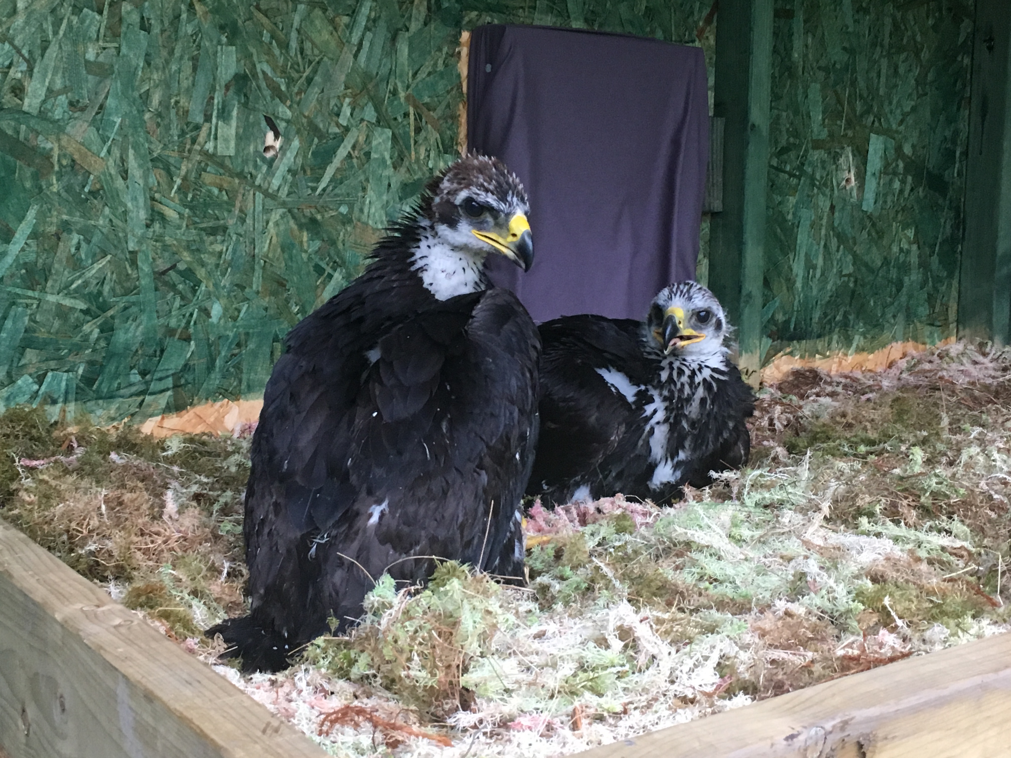 recently collected birds in aviaries
