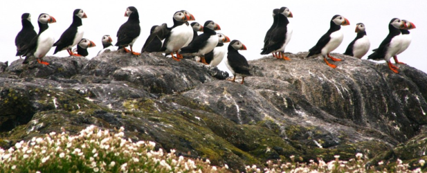 Puffins